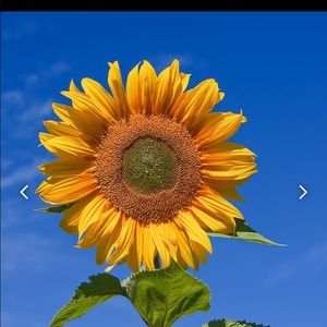 Meet your Posher, Sheila